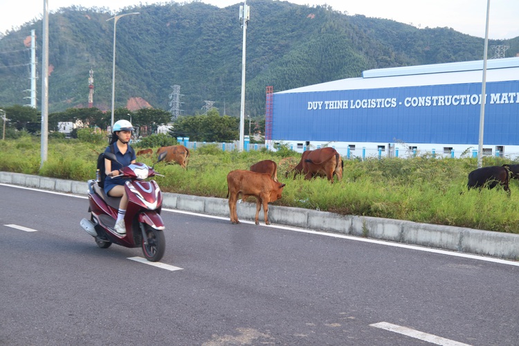 Free-roaming cows in Da Nang’s industrial park cause traffic hazards