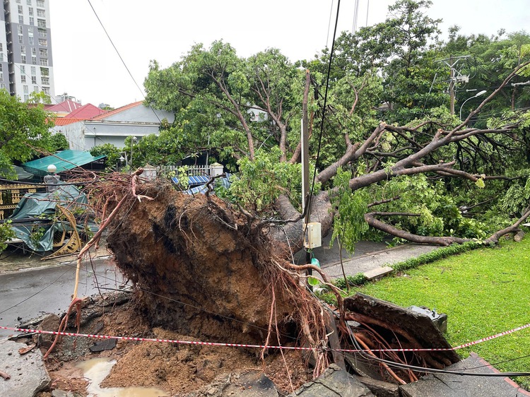 Nearly 2,500 damaged trees felled in Ho Chi Minh City in January-July