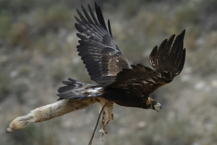 Eagle attacks Norwegian toddler, killed by gamekeeper