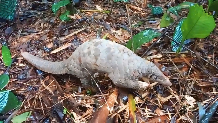 Javan pangolin, baby lorises released back into wild in southern Vietnam national park