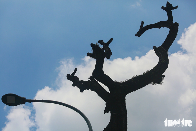 Downtown Ho Chi Minh City sees trees stripped bare