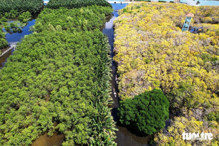Central Vietnam mangrove forest shines in stunning foliage season