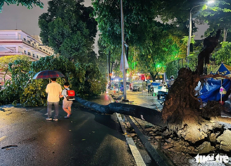 Uprooted tree injures 4 during downpour in downtown Ho Chi Minh City