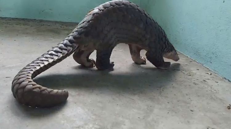 Injured Java pangolin found in Ho Chi Minh City