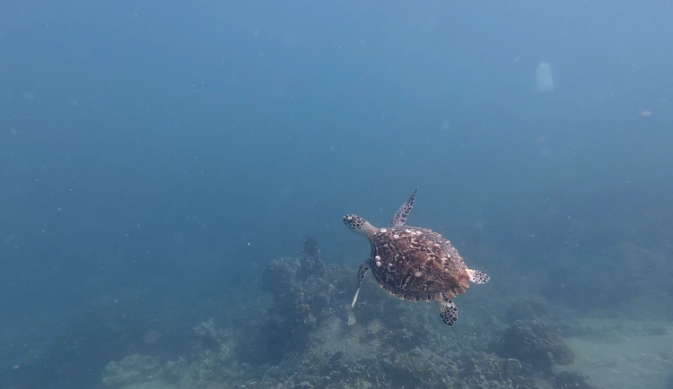 Sea turtle spotted in Vietnam’s Nha Trang Bay after years