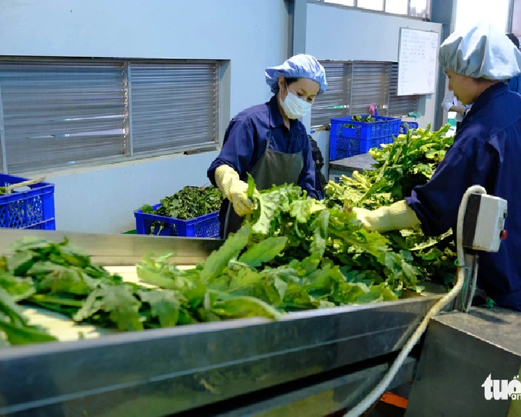 In Vietnam’s Lam Dong, industrial park lacks water despite rainy season