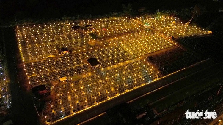 Da Nang’s largest flower village gears up for 2025 Tet season