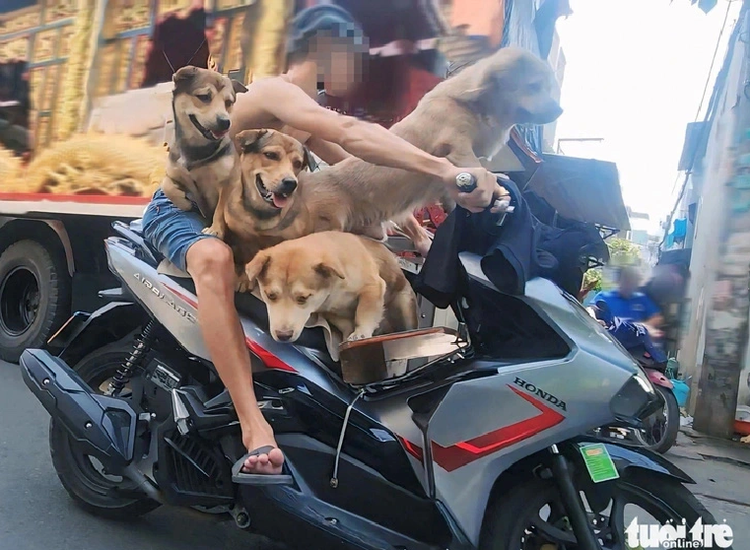 Man carries 4 unmuzzled large dogs on motorbike in Ho Chi Minh City