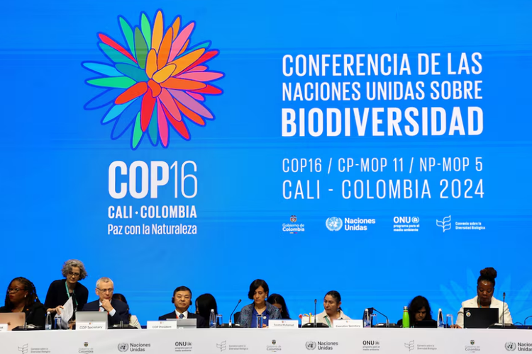 UN COP16 nature talks gridlocked as conservation funding trickles in