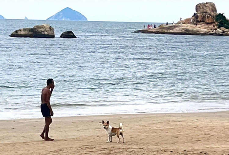 Stray dogs frighten tourists in coastal paradise Nha Trang
