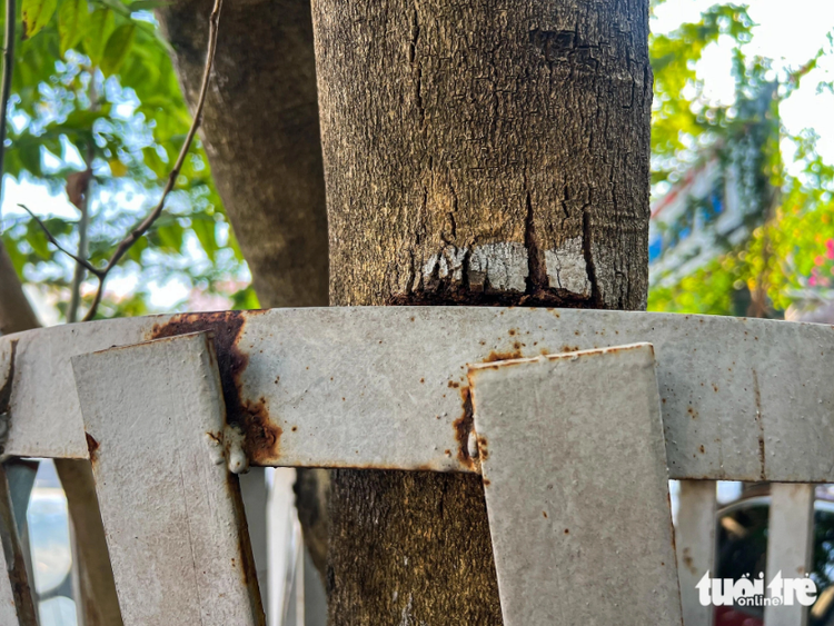 Rare trees in Hanoi stunted by iron fences