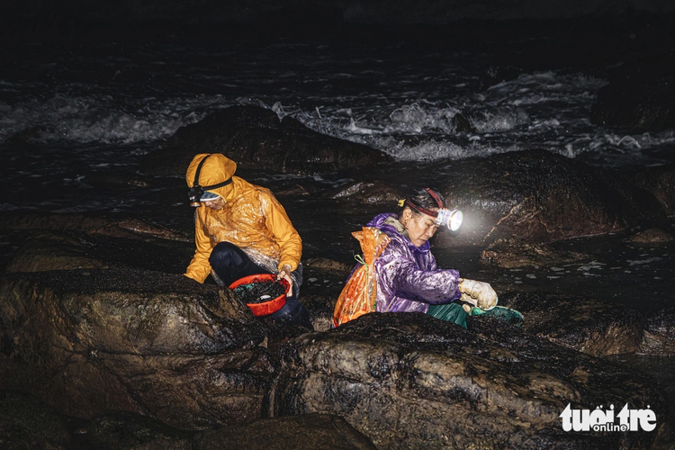 Residents reap rewards from Da Nang's seaweed bounty