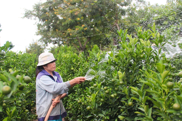 Largest kumquat village in central Vietnam prepares for Tet