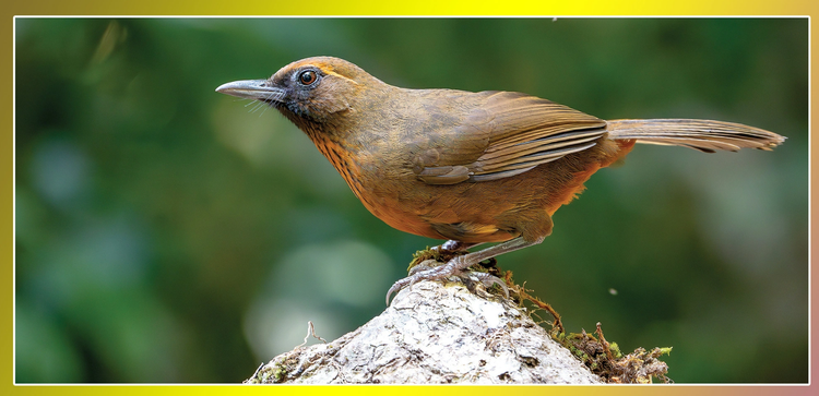 Aviaries harm Vietnam’s bird conservation efforts