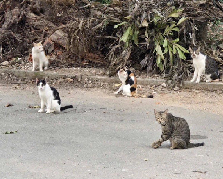Saigon Zoo and Botanical Gardens rejects rumors of feeding stray cats to crocodiles