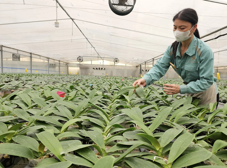 Inside Hanoi’s orchid garden where advanced tech outpaces Asia