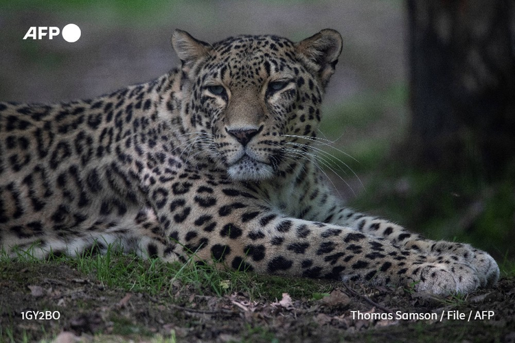 Kazakhstan encouraged by rare leopard sighting