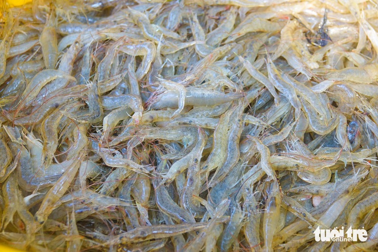 Kien Giang fishing grounds bustle with preparations for Tet