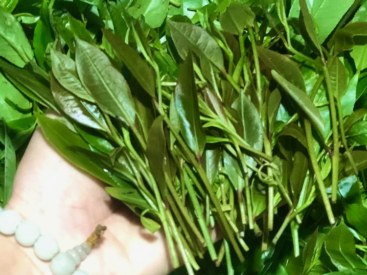Ma Do tea: Phu Yen’s rare gem harvested for Tet celebration
