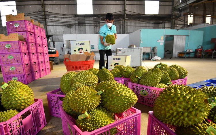 Vietnam's durian exports challenged by China's banned substance test rule