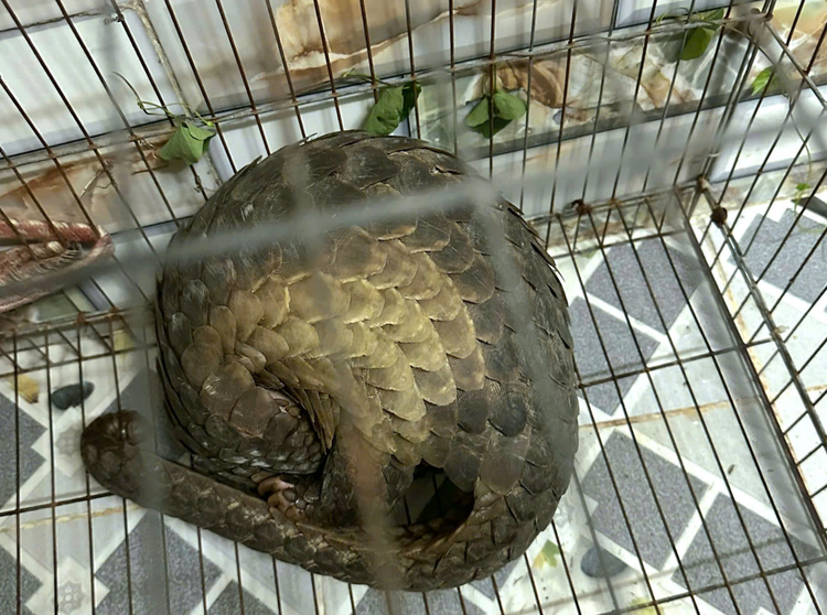 Rare Javan pangolin found in Ho Chi Minh City residential area