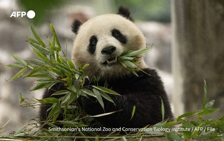 Bamboo farm gets chopping for US zoo's hungry new pandas