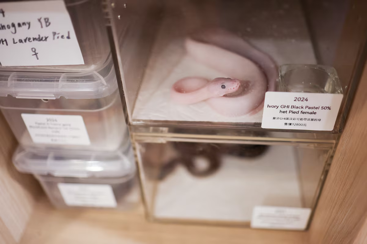 Coffee and snake - Taipei pet shop aims to break down prejudice against the animal
