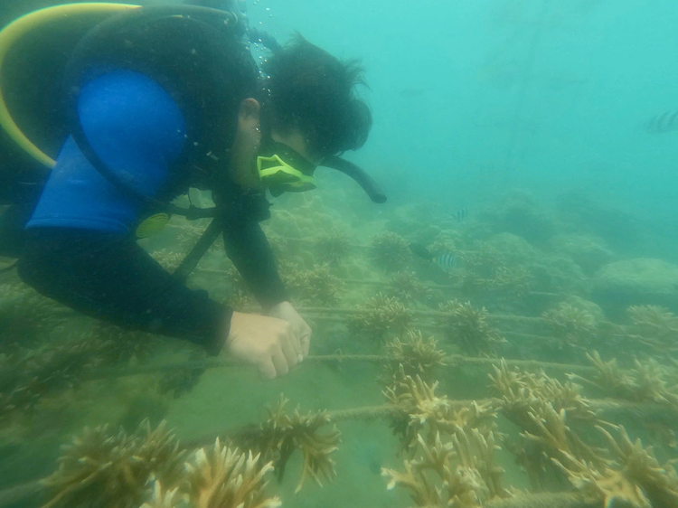 Gardeners of the ocean: Planting coral under sea in Vietnam’s Khanh Hoa