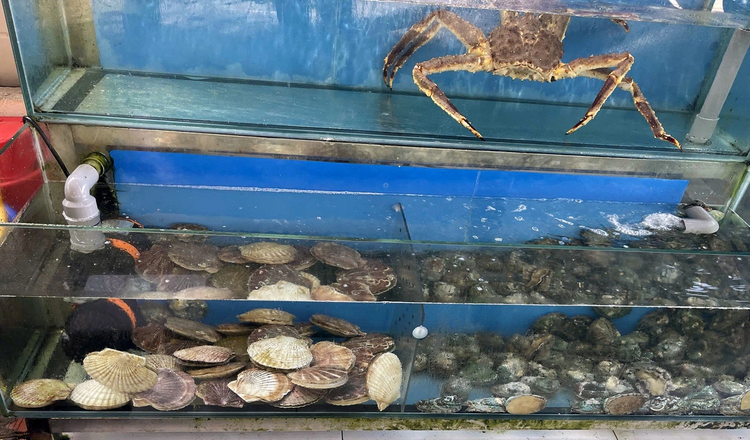 Authorities verify report of eatery offering 4 Japanese scallops at $56 in southern Vietnam