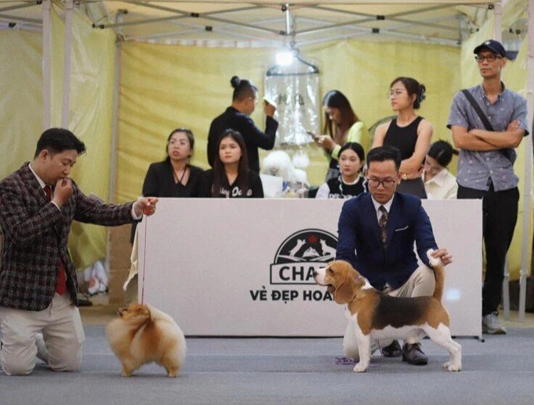 Int’l pet fest to take place in Ho Chi Minh City