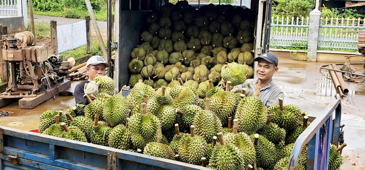 Vietnam’s coconuts, durians promising to further expand way to China: Chinese consul general