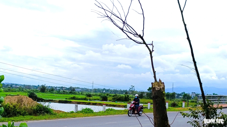 Dying trees line Da Nang road