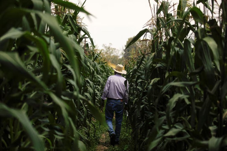 After trade dispute, Mexico officially bans the planting of GM corn