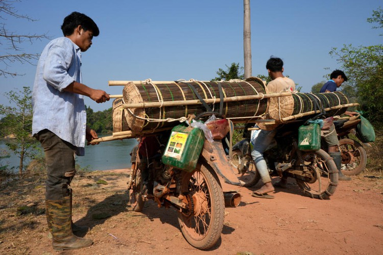 'We will preserve them': saving Cambodia's crocodiles