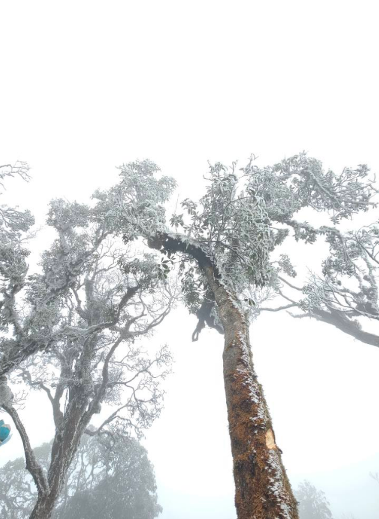 Ta Xua mountain in northern Vietnam sees rare March frost