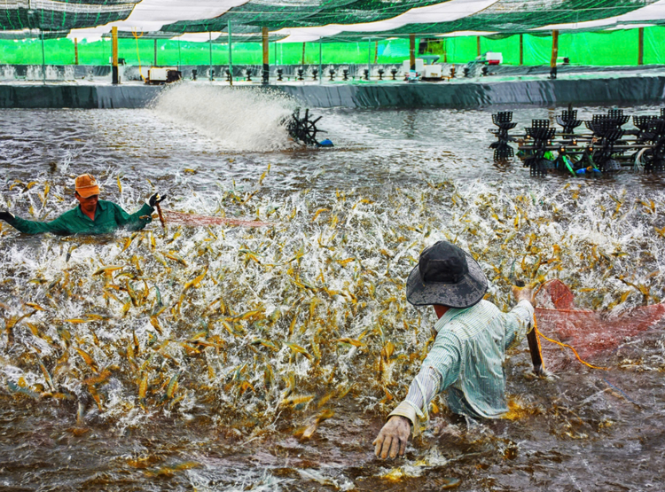 Vietnam’s shrimp exports exceed $4bn in 2024