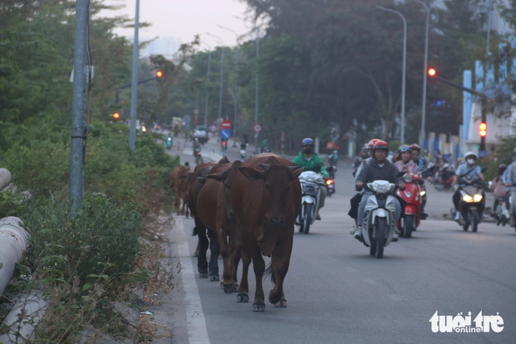 Cows roam freely, disrupt traffic in Ho Chi Minh City