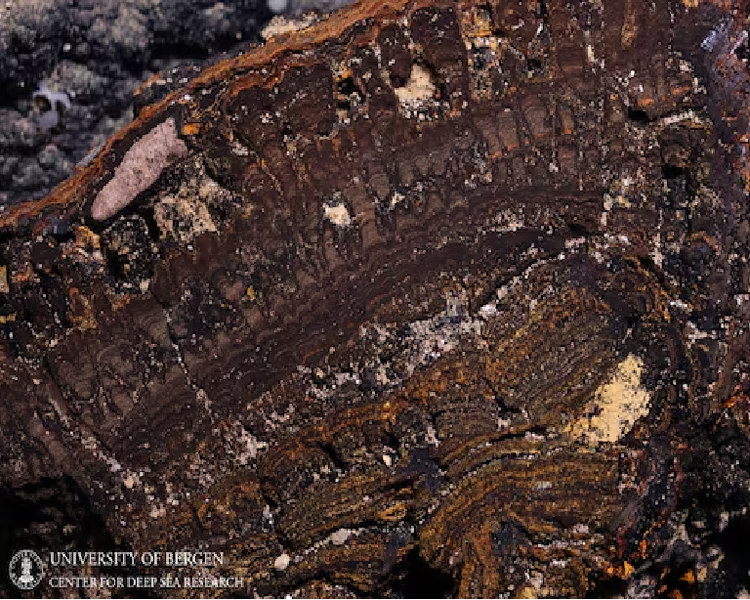 Deep sea mining impacts still felt forty years on, study shows