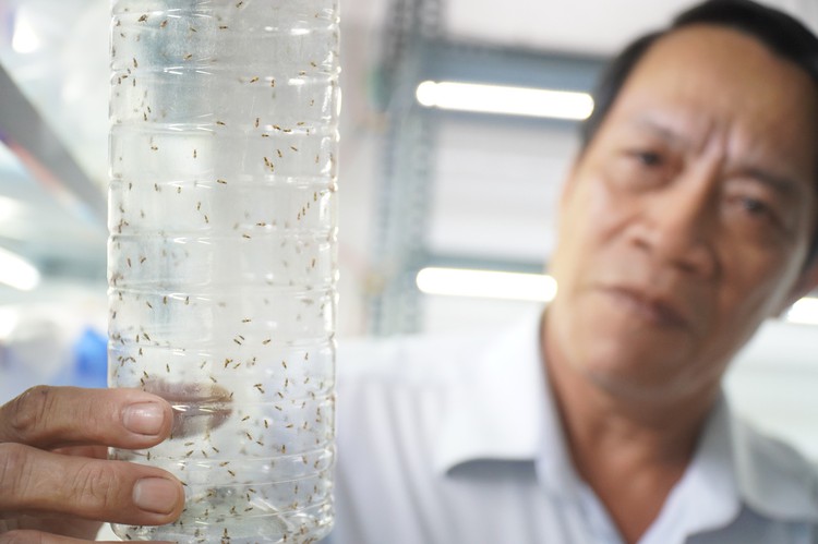 Vietnam’s Ben Tre releases 285 million wasps to fight coconut black-headed caterpillar