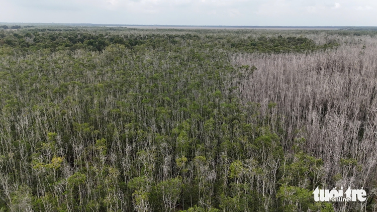 In southern Vietnam, Melaleuca forest makes strong recovery nearly a year after devastating fire