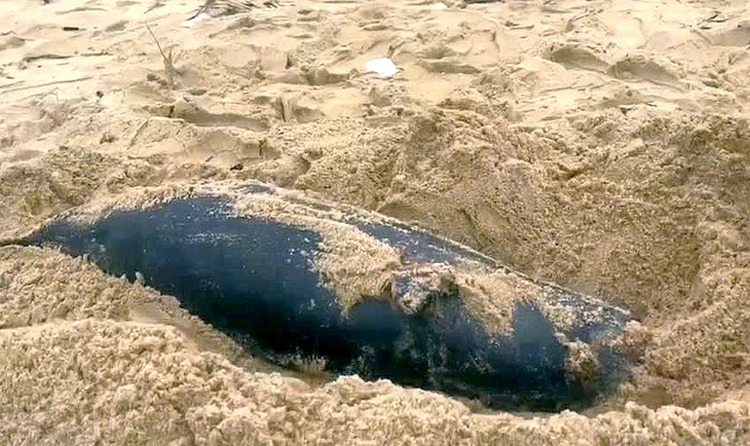 2 small whales wash ashore in central Vietnam, causing local concern