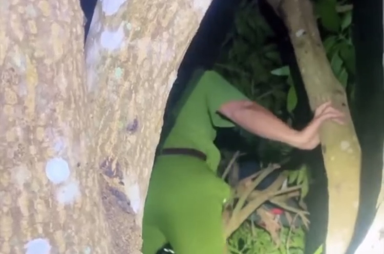 In Vietnam, missing boy found asleep on 6-meter mango tree after village’s hours-long search