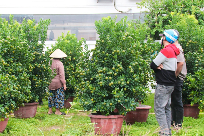 ‘Thủ phủ’ quất cảnh lớn nhất miền Trung tất bật cho vụ Tết - Tuổi Trẻ ...