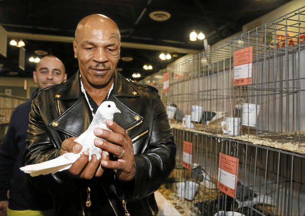 Mike Tyson có tình yêu đặc biệt với những chú chim bồ câu