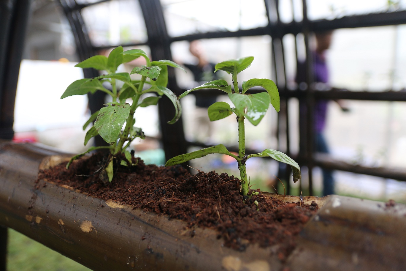 Spare bamboo is turned into vegetable pots. Photo: Tuoi Tre
