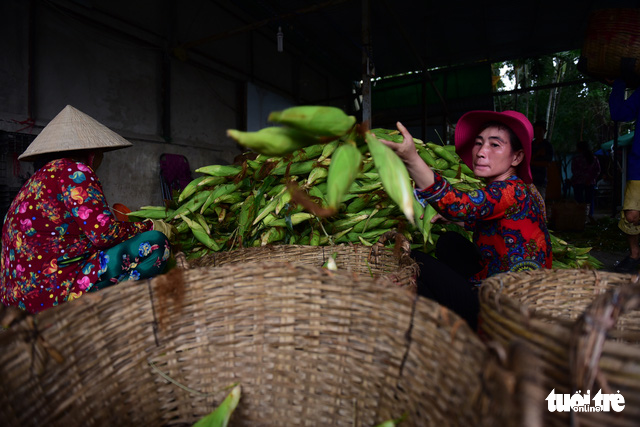 Each truck needs five to six people to unload and classify the corns.