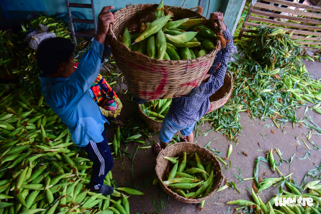 Corn transported from the Mekong Delta gathers at the market. 