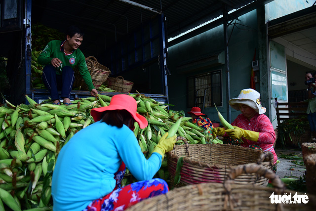Women classify corn based on size and type.