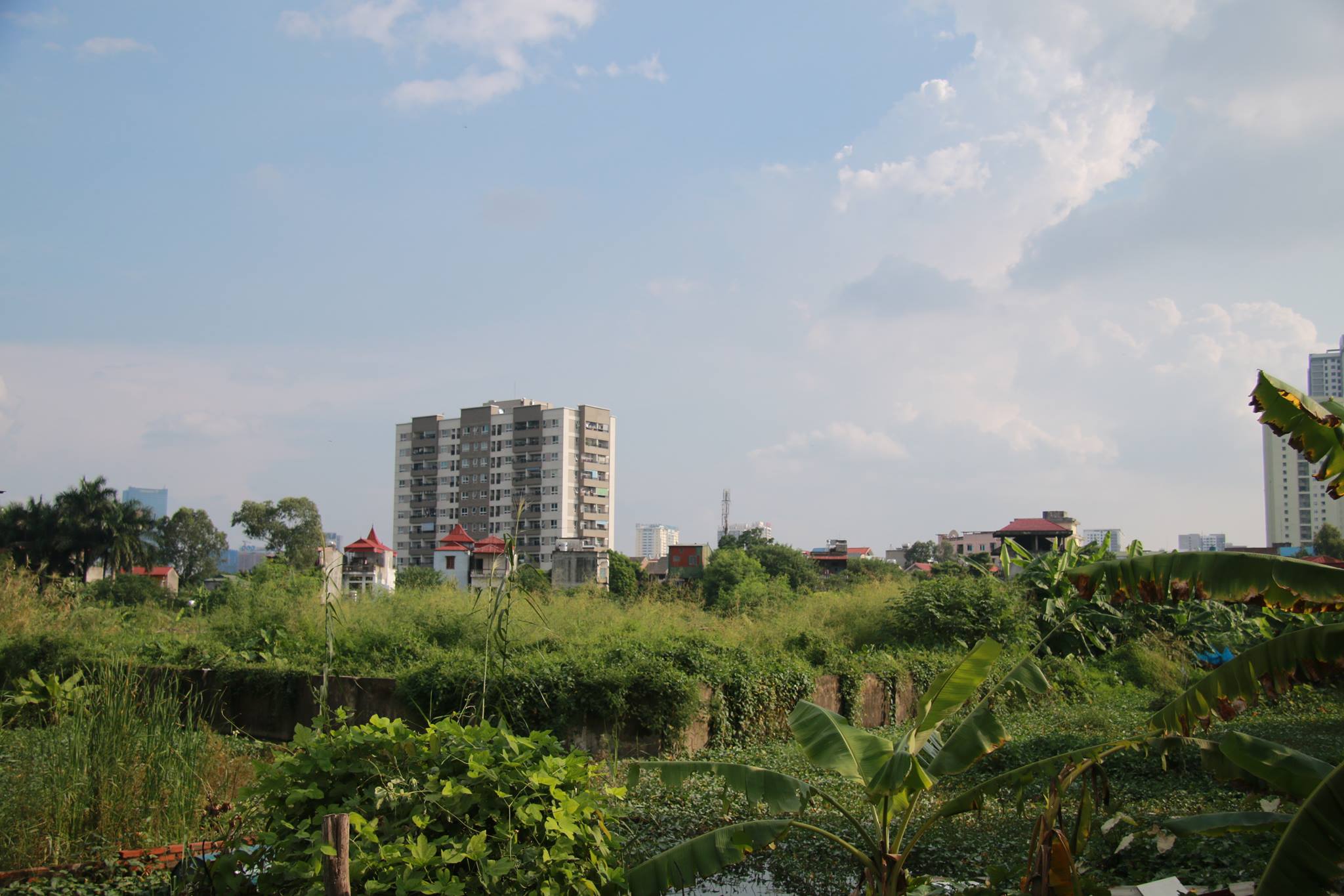 The land where the B5 Cau Dien project is expected to be built on is now filled with grass and trees. Photo: Tuoi Tre 