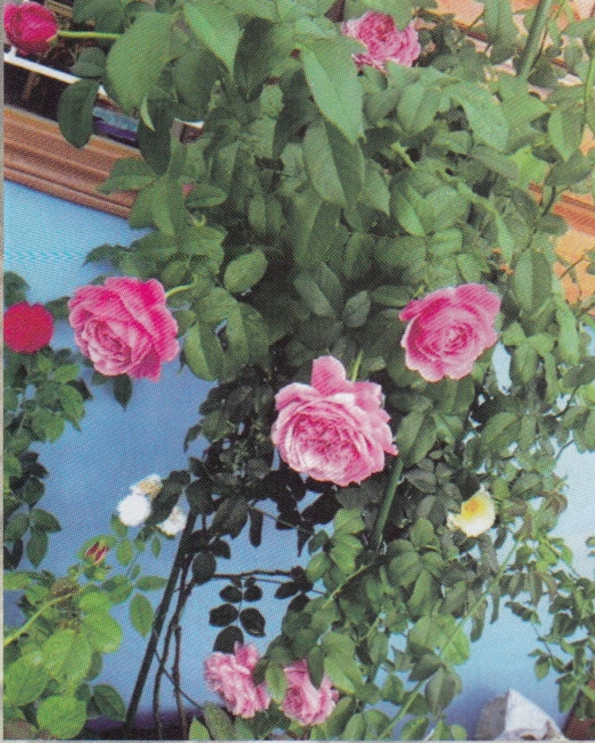 A variety of exotic roses. Photo: Tuoi Tre